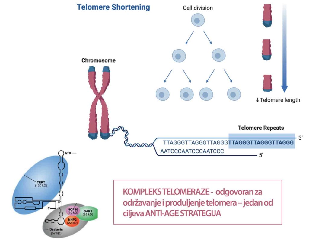 TELOMERE SHORTENING 1